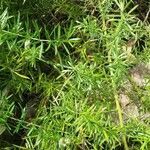 Asparagus aethiopicus habit picture by Shehadi Ramiz (cc-by-sa)