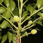 Trichilia glabra fruit picture by Nelson Zamora Villalobos (cc-by-nc)