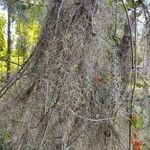 Tillandsia usneoides habit picture by Chris Griggs (cc-by-sa)
