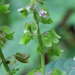 Ocimum campechianum flower picture by claire Felloni (cc-by-sa)