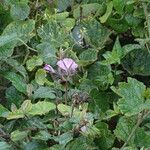 Ipomoea wightii habit picture by Maarten Vanhove (cc-by-sa)