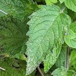Mesosphaerum suaveolens leaf picture by Daniel Barthelemy (cc-by-sa)