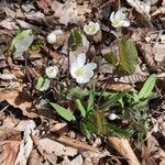 Jeffersonia diphylla flower picture by Heffner Laura (cc-by-sa)