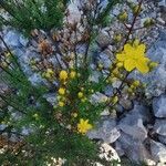 Hypericum empetrifolium leaf picture by Angelos (cc-by-sa)
