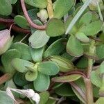 Bacopa monnieri leaf picture by Trap Hers (cc-by-sa)