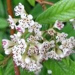 Cotoneaster salicifolius flower picture by zebbiddii (cc-by-sa)