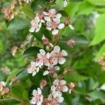 Aronia melanocarpa flower picture by Marilyse Goulet (cc-by-sa)