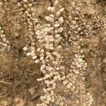 Lepidium virginicum flower picture by cavalupi (cc-by-sa)