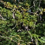 Gleditsia triacanthos habit picture by Muzzachiodi Norberto (cc-by-sa)