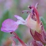 Teucrium lucidum flower picture by Yoan MARTIN (cc-by-sa)