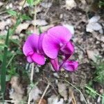 Lathyrus odoratus flower picture by herve daily (cc-by-sa)