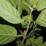 Guettarda macrosperma leaf picture by Nelson Zamora Villalobos (cc-by-nc)