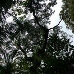 Coelostegia borneensis habit picture by Pierre Bonnet (cc-by-sa)