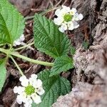 Lantana grisebachii flower picture by Trap Hers (cc-by-sa)