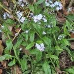 Myosotis alpestris leaf picture by Dave East (cc-by-sa)