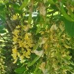 Laburnum alpinum flower picture by Leela Giulia (cc-by-sa)