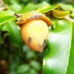 Diospyros glans fruit picture by Guillaume JUGE (cc-by-sa)