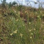 Gomphocarpus integer habit picture by susan brown (cc-by-sa)