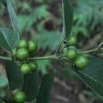 Karwinskia calderonii fruit picture by Nelson Zamora Villalobos (cc-by-nc)