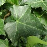 Hedera hibernica leaf picture by Ingmar M (cc-by-sa)