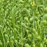 Camelina sativa fruit picture by Trostel Martin (cc-by-sa)
