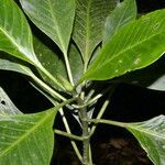 Psychotria trichotoma leaf picture by Nelson Zamora Villalobos (cc-by-nc)