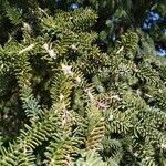 Abies pinsapo leaf picture by tereseta (cc-by-sa)