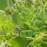 Anisomeles indica fruit picture by Orca The Killer Whale Narwhal (cc-by-sa)