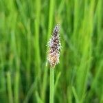 Eleocharis bonariensis flower picture by Trap Hers (cc-by-sa)