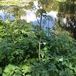 Angelica archangelica habit picture by gregor (cc-by-sa)