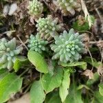Sedum rubens leaf picture by Jean Honoré (cc-by-sa)