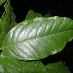 Eugenia lithosperma leaf picture by Nelson Zamora Villalobos (cc-by-nc)
