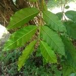 Campomanesia phaea leaf picture by Vinicius Castro Souza (cc-by-sa)