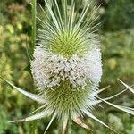 Dipsacus laciniatus flower picture by Илья Щуров (cc-by-sa)