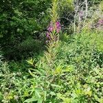 Epilobium angustifolium habit picture by Ben Payne (cc-by-sa)