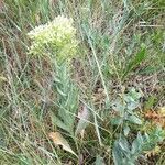 Lepidium draba habit picture by Vinciane Bertrand (cc-by-sa)