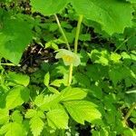 Podophyllum peltatum flower picture by Katie Eickman (cc-by-sa)