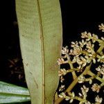 Ardisia fimbrillifera flower picture by Nelson Zamora Villalobos (cc-by-nc)