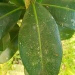 Mammea americana leaf picture by de Fooz Maxime (cc-by-sa)
