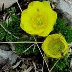 Adonis distorta flower picture by arlas (cc-by-sa)