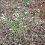 Heliotropium longiflorum habit picture by susan brown (cc-by-sa)