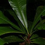 Clavija costaricana leaf picture by Nelson Zamora Villalobos (cc-by-nc)