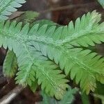 Selaginella sulcata leaf picture by Trap Hers (cc-by-sa)