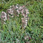 Epipactis palustris habit picture by Martin Bishop (cc-by-sa)