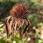 Echinacea purpurea fruit picture by Yoan MARTIN (cc-by-sa)