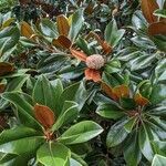 Magnolia grandiflora fruit picture by Will Clark (cc-by-sa)