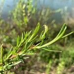 Artemisia dracunculus leaf picture by juan crls jc (cc-by-sa)