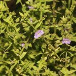 Bacopa laxiflora flower picture by Nelson Zamora Villalobos (cc-by-nc)