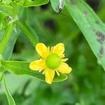 Ranunculus sceleratus flower picture by Tom Spruit (cc-by-sa)