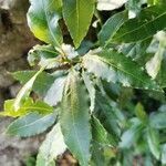 Laurus nobilis leaf picture by dingoda (cc-by-sa)